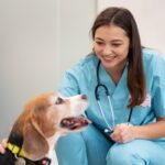 Clínicas veterinarias - Veterinario atendiendo a un perro en consultorios veterinarios de las mejores clínicas veterinarias en Sevilla