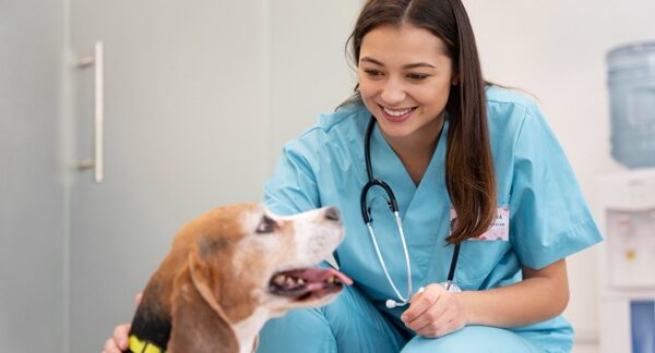 Clínicas veterinarias - Veterinario atendiendo a un perro en consultorios veterinarios de las mejores clínicas veterinarias en Sevilla